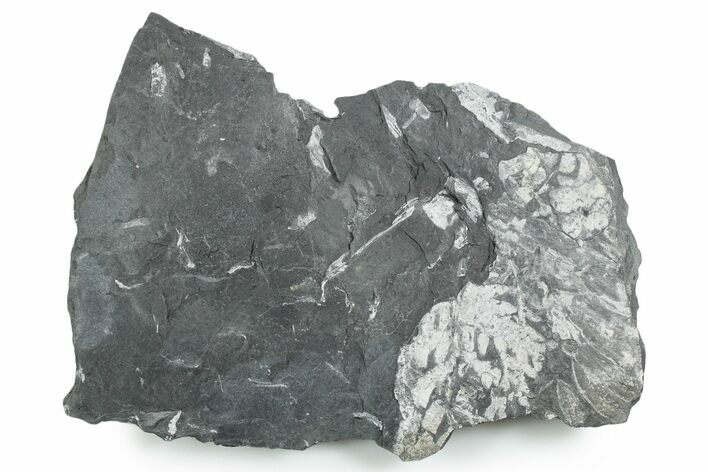 Bargain, Fossil Seed Fern (Alethopteris) Plate - Pennsylvania #347703